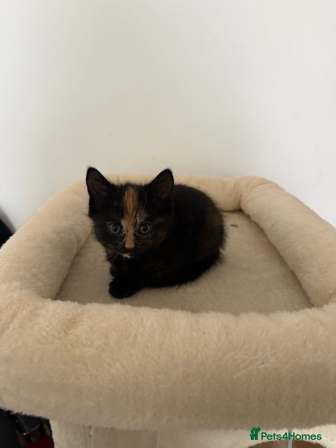 Mixed Breed cats for sale: Kittens for sale - Image 4