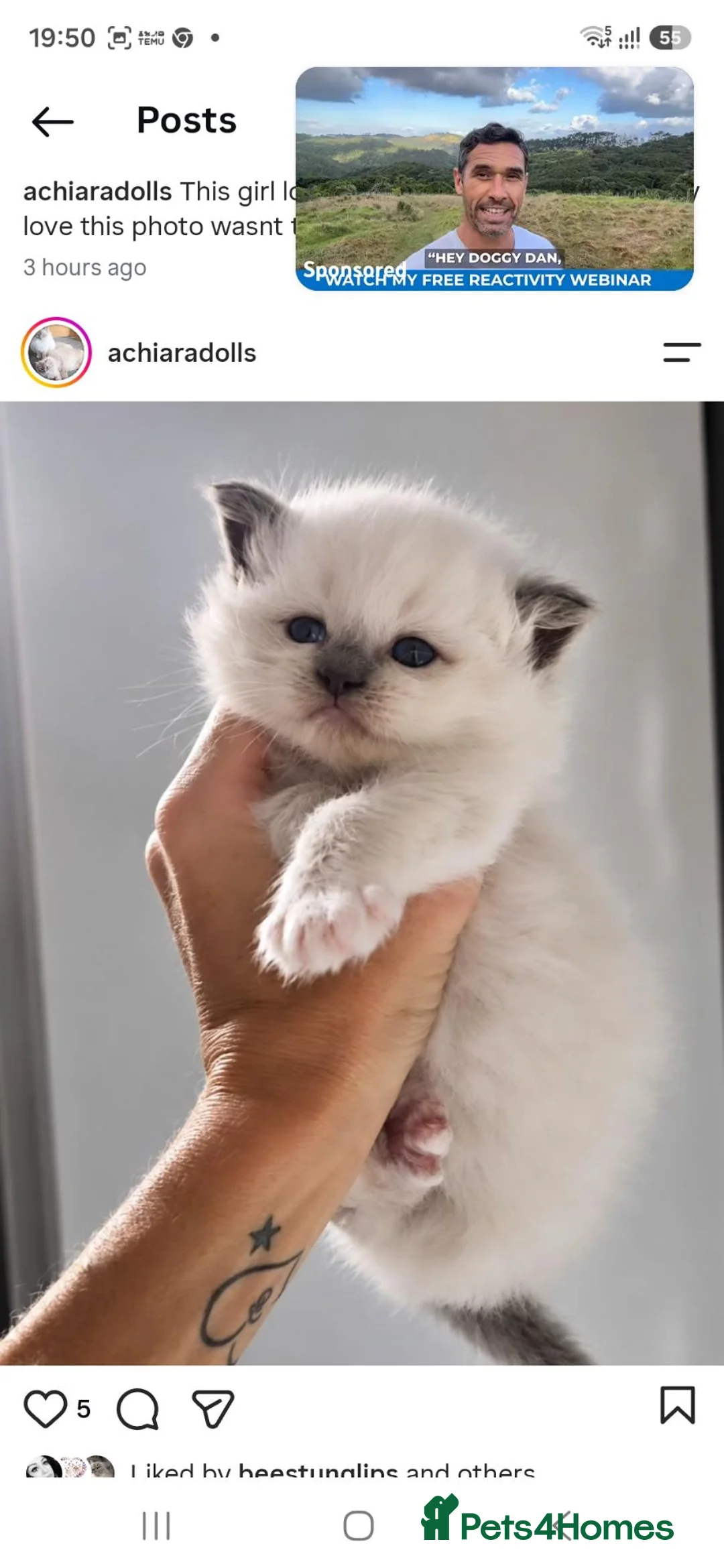 Ragdoll cats for sale: 4 champion line pedigree ragdolls  - Advert 7