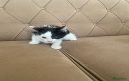 Turkish Angora cats for sale: Meet zara kitten girl looking for forever home. - Image 6