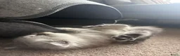 Mixed Breed cats for sale: Beautiful Fluffy Kittens – BritishLonghair&Ragdoll in Penicuik - Advert 27