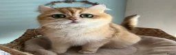 British Shorthair cats for sale: Gorgeous Golden British Longhair Kitten  in Chesterfield - Advert 2