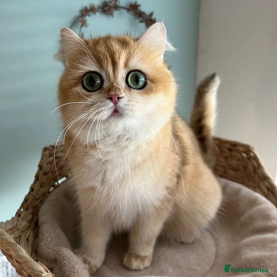 British Shorthair cats for sale: Gorgeous Golden British Longhair Kitten  in Chesterfield - Advert 2