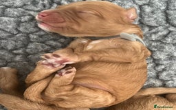 Australian Labradoodle dogs for sale: Multi Generational Australian Labradoodle Puppies - Image 14