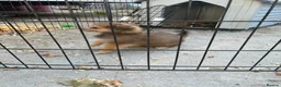 Pomchi dogs for sale: 1 Male Pomeranian / Chihuahua  - Advert 5