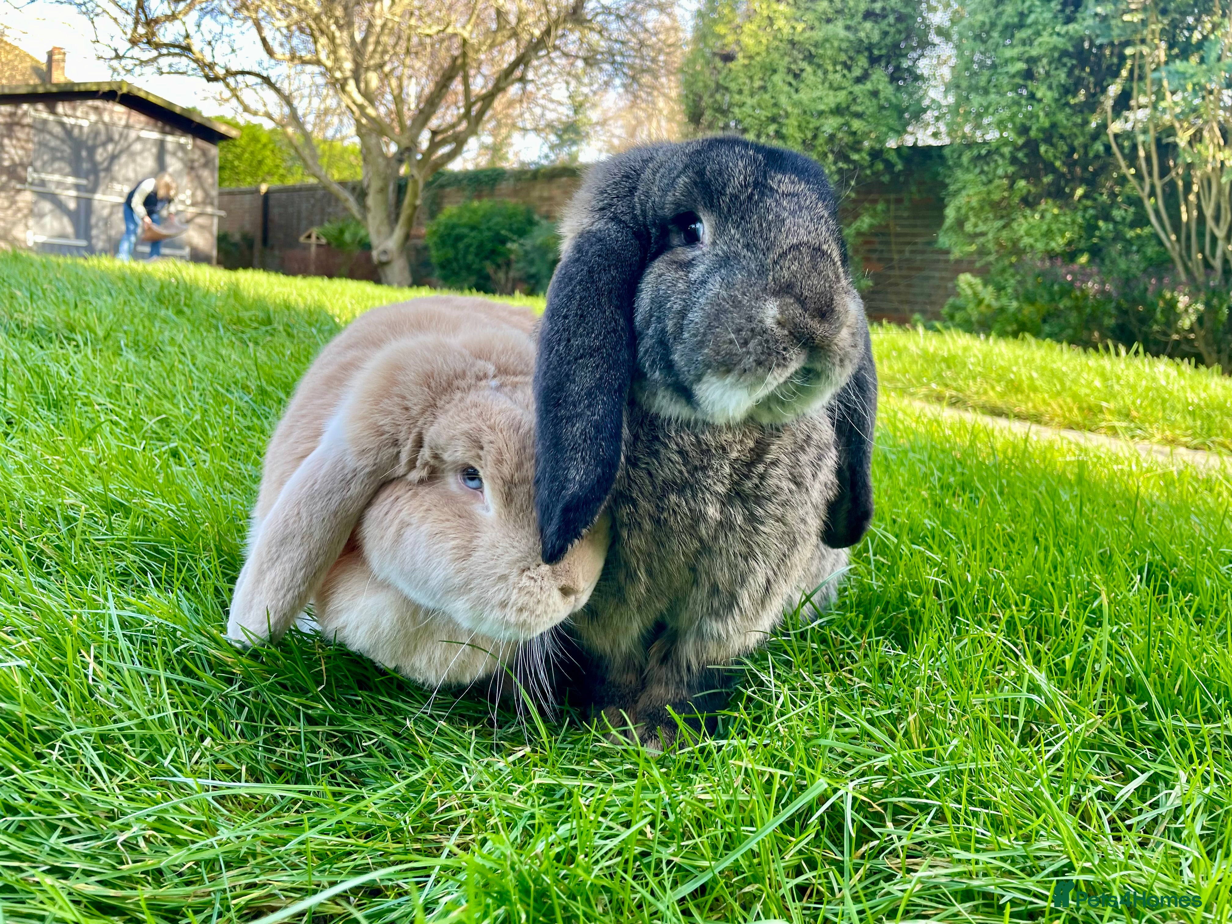 French Lop rabbits Neutered, Vaccinated, Microchipped French Lops - Advert 10