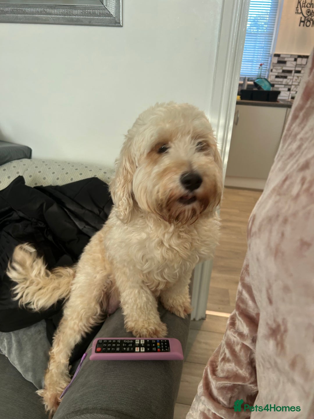 Cockapoo dogs for sale: 2 Cockapoo pups - Advert 1