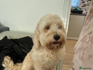 Cockapoo dogs 2 Cockapoo pups - Advert 18