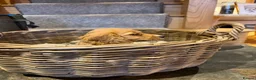 Cocker Spaniel dogs for sale: Cocker spaniel puppies for sale  in Cwmbran - Advert 3
