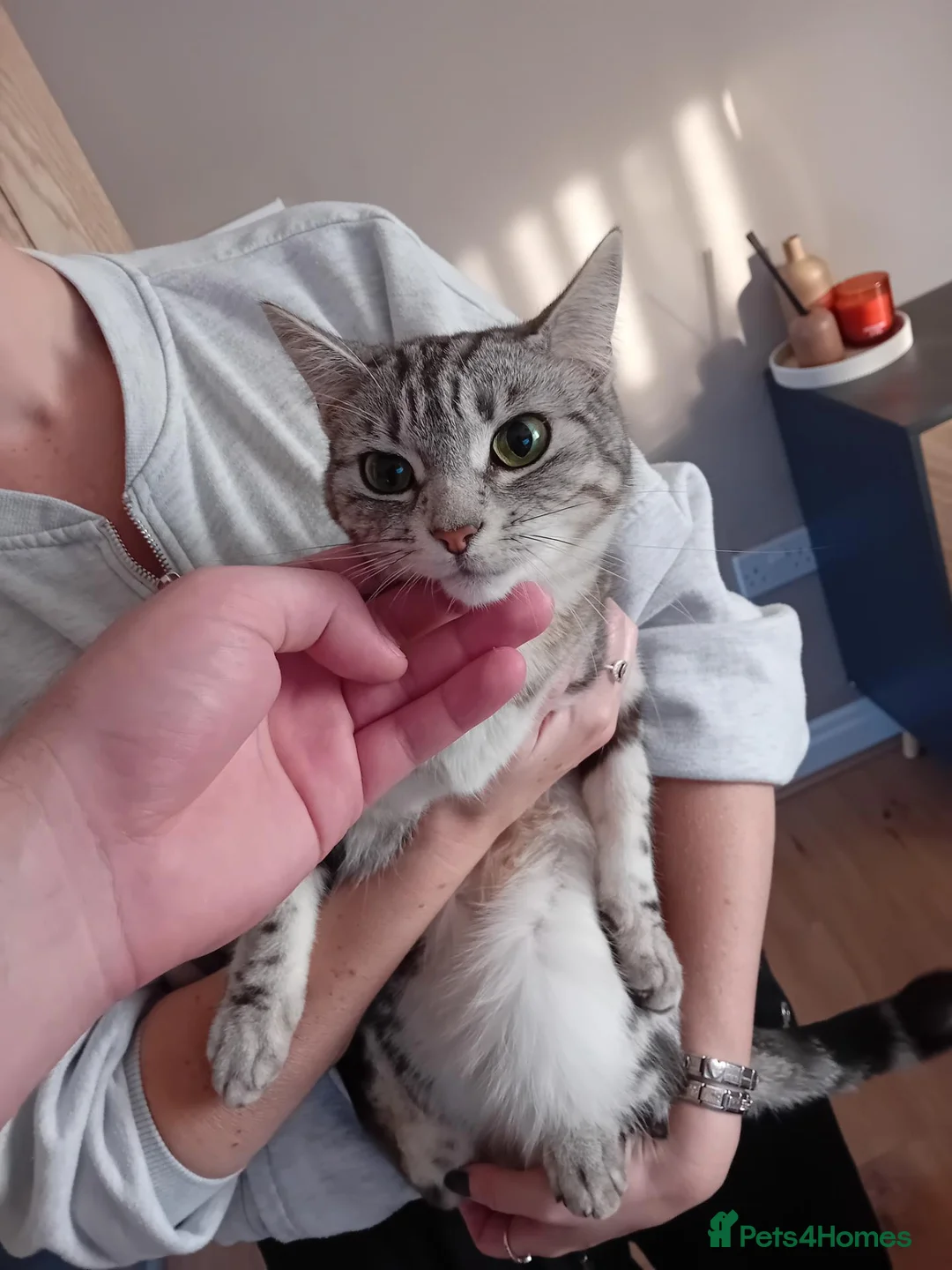 Mixed Breed cats for sale: Free Female cat  - Advert 6