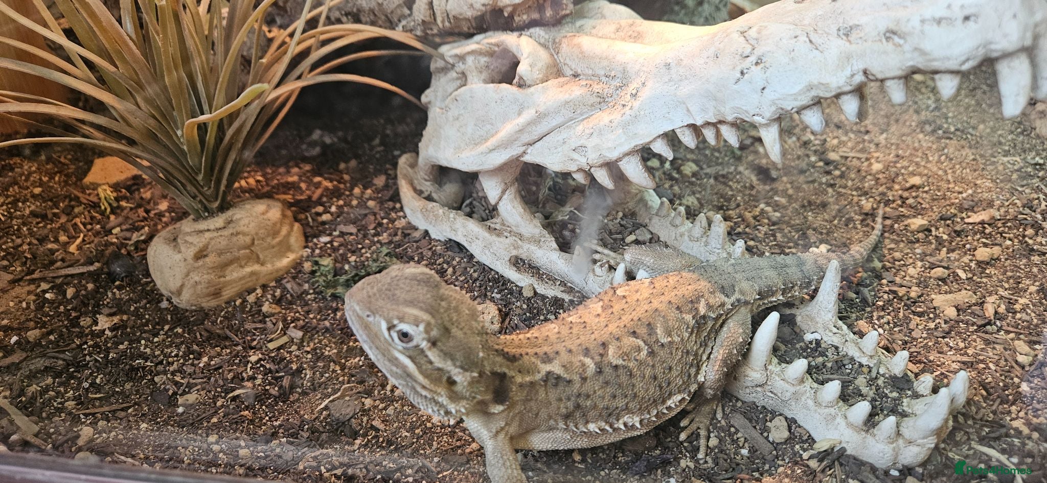 Bearded Dragon reptiles Rankin Dragon (Dwarf beardie) - Advert 4