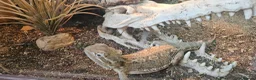 Bearded Dragon reptiles for sale: Rankin Dragon (Dwarf beardie) - Advert 1