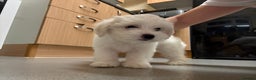 Maltese dogs for sale: 🐶 Bichon Maltese Puppies for Sale – Home Bred - Advert 4