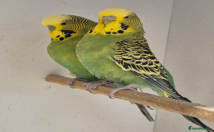 Budgerigars birds - Advert 4