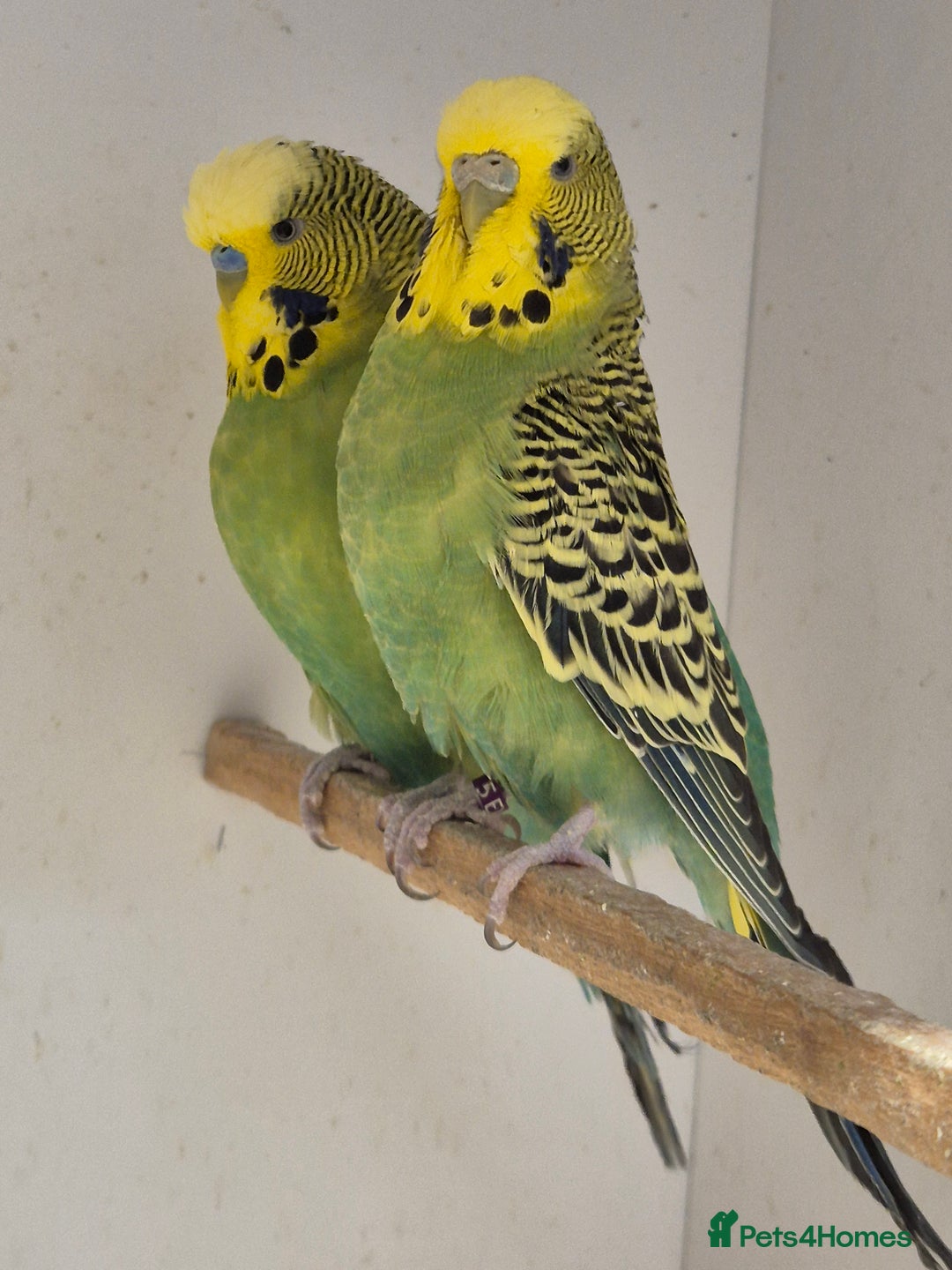 Budgerigars birds for sale: Breeding Pair - Image 1