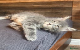 Maine Coon cats for sale: First Litter 6 Pure Maine Coon Kittens - Image 16