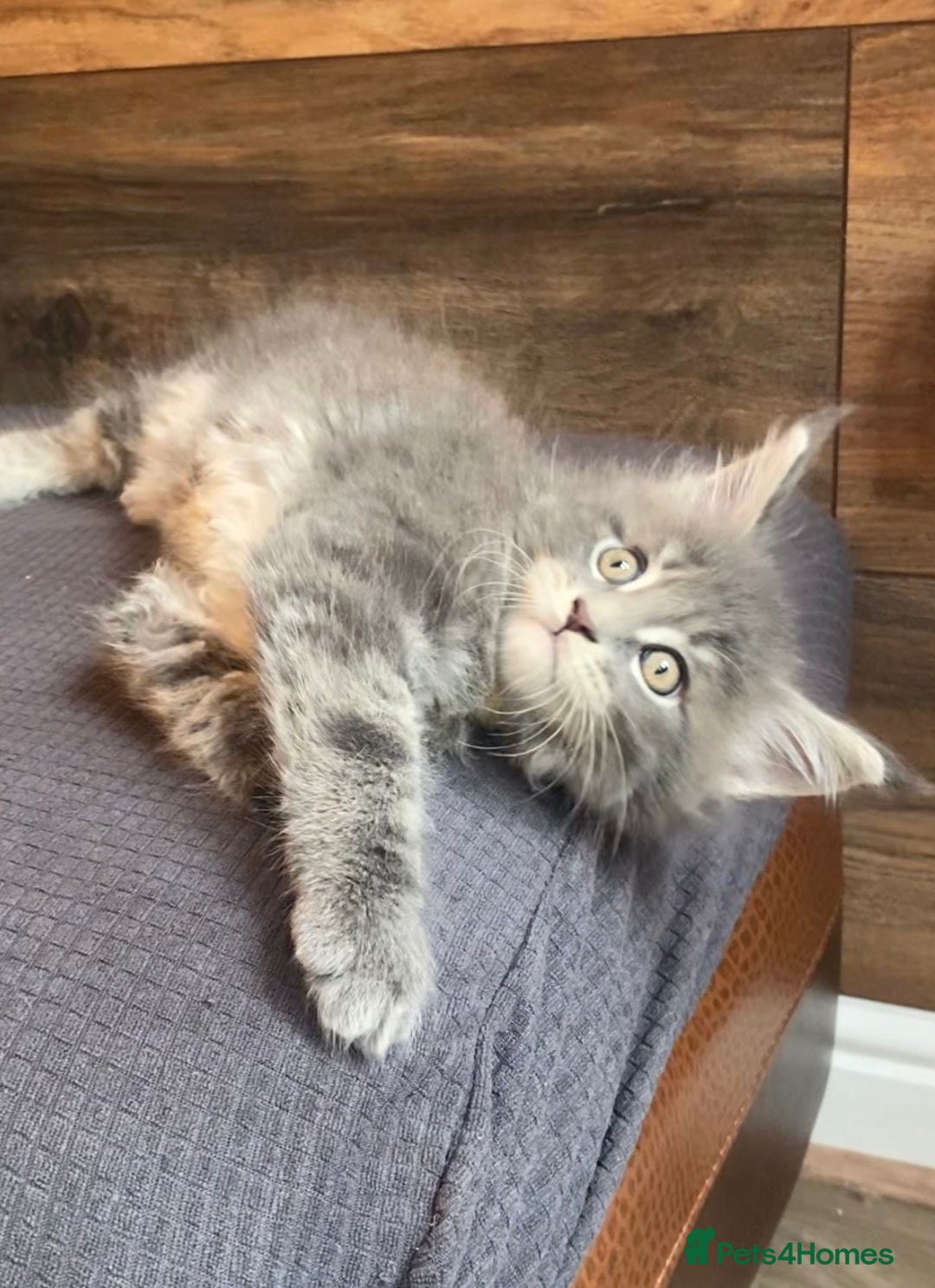 Maine Coon cats for sale: First Litter 6 Pure Maine Coon Kittens - Image 16