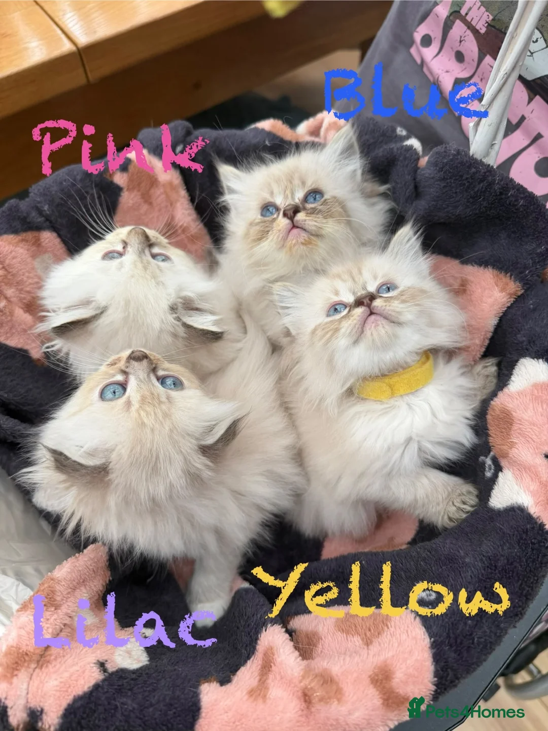 Mixed Breed cats for sale: Scottish Fold/Ragdoll in Colchester - Advert 1