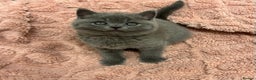 British Shorthair cats for sale: GCCF British Shorthair for Sale - Advert 18