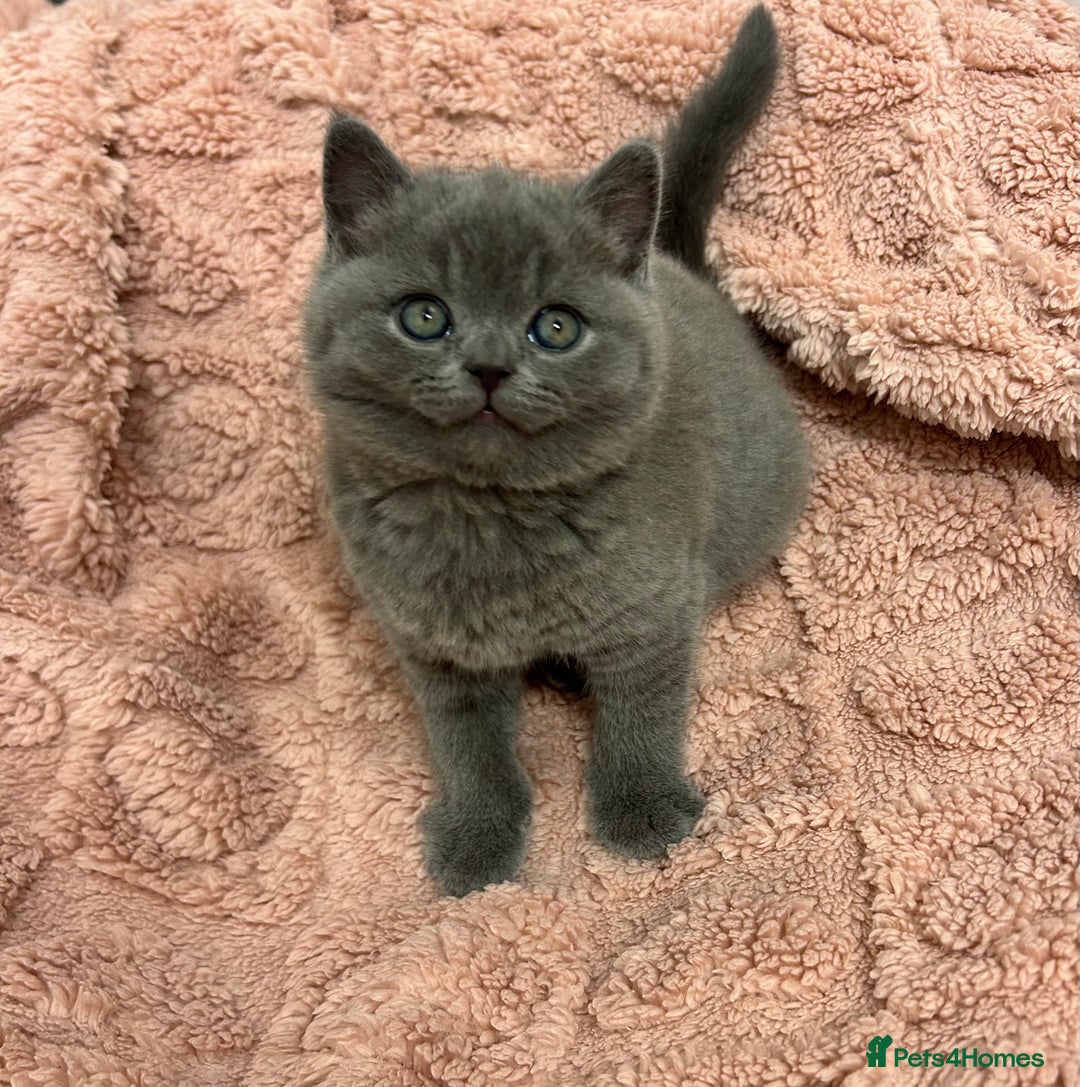 British Shorthair cats for sale: GCCF British Shorthair for Sale - Advert 18
