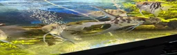 Angelfish fish for sale: LONG FIN GOLDEN ANGELS - Advert 17