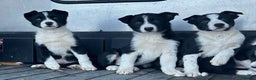 Border Collie dogs for sale: Beautiful Border Collies - Advert 8
