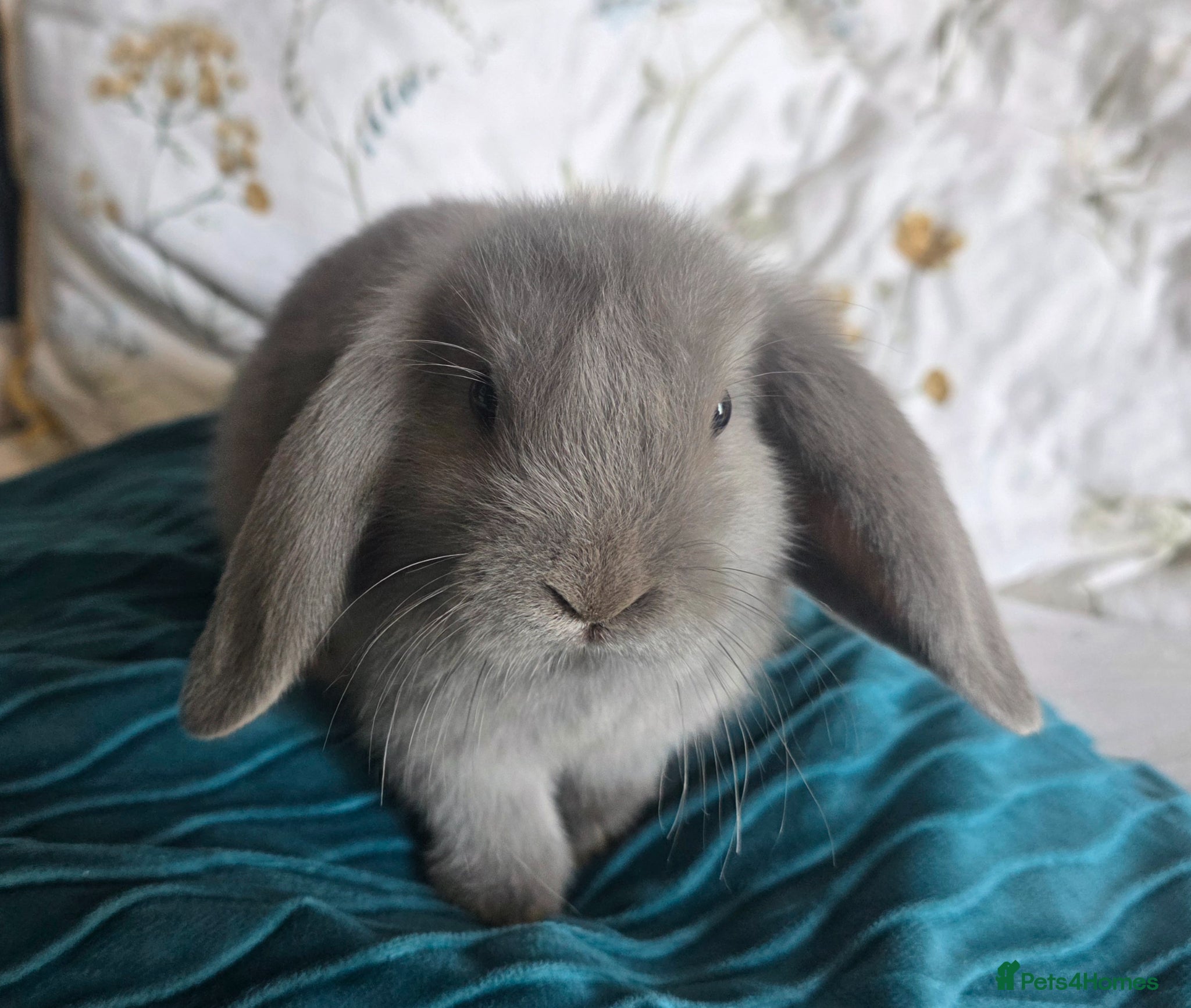 Mixed Breed rabbits Baby lop (mixed) rabbits for sale £20 each - Advert 7
