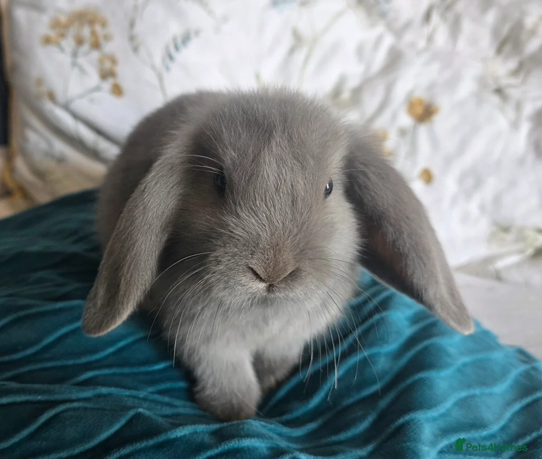 Mixed Breed rabbits for sale: Baby lop (mixed) rabbits for sale £20 each - Advert 1