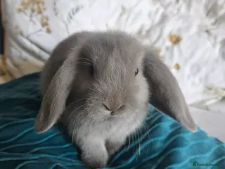 Mixed Breed rabbits Baby lop (mixed) rabbits for sale £20 each - Advert 1