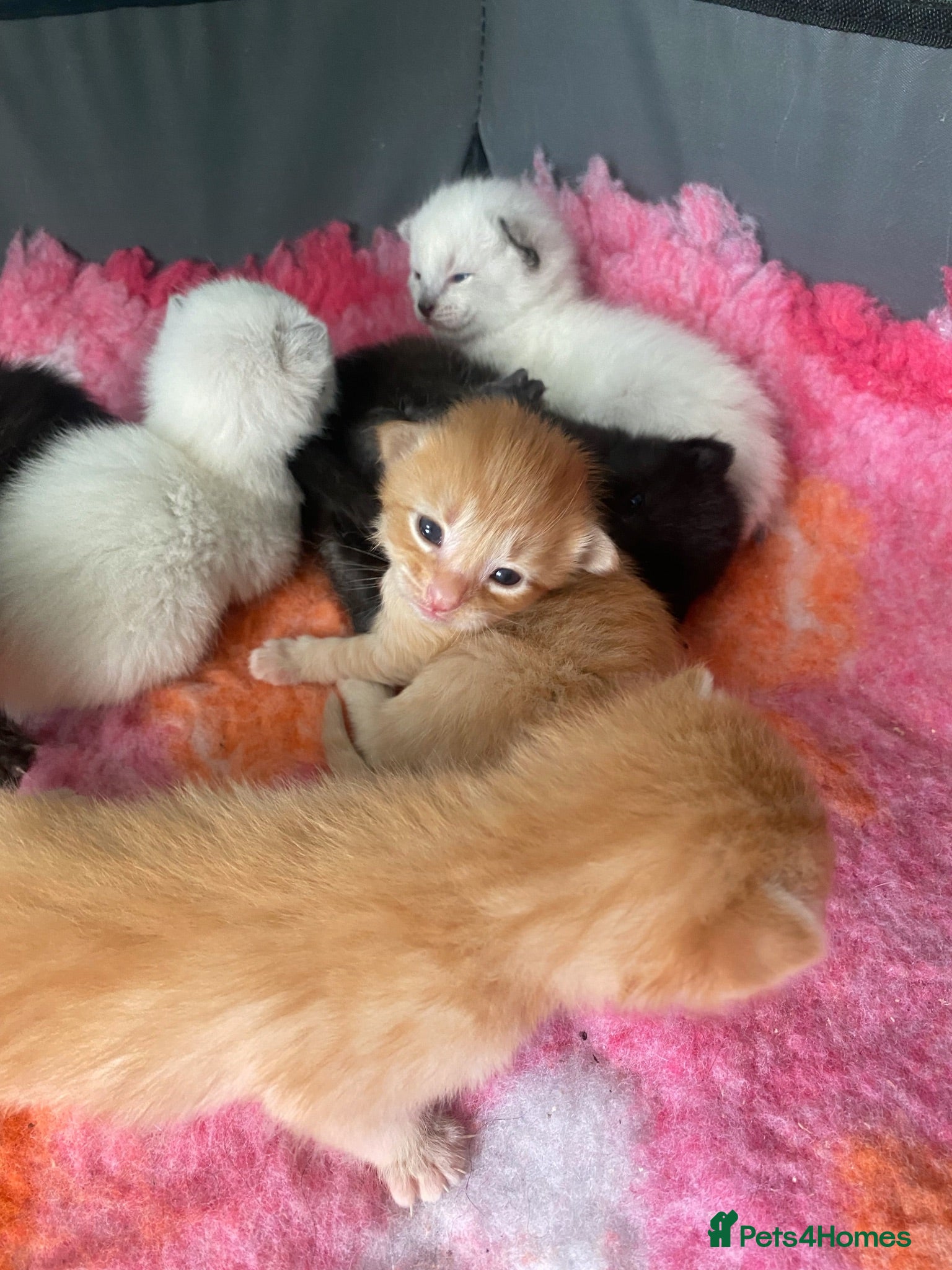 Mixed Breed cats 6 stunning kittens  - Advert 2