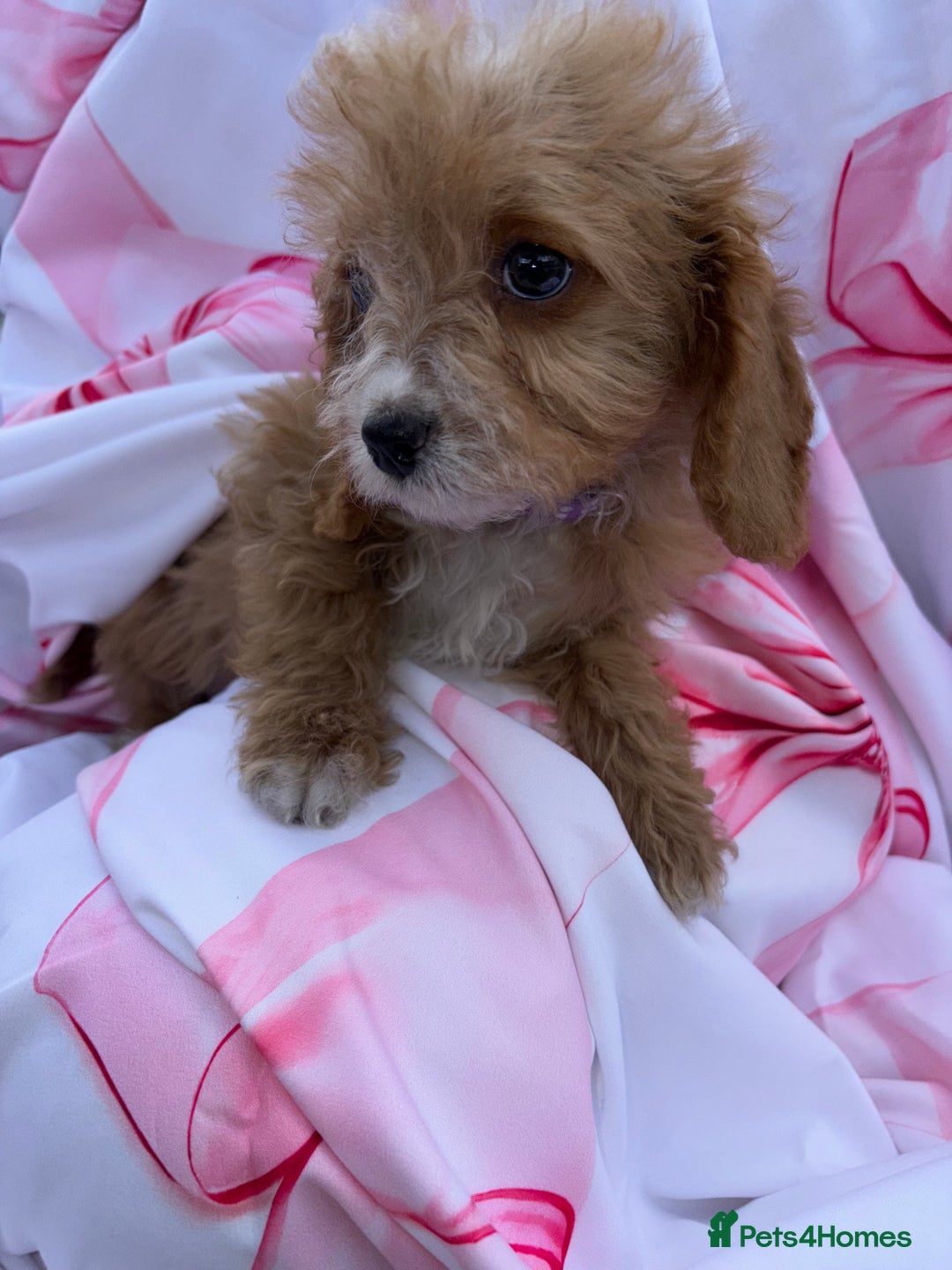 Cavapoo dogs for sale: 🐾💕💙STUNNING F1 CAVAPOOS 💙💕🐾 - Image 7