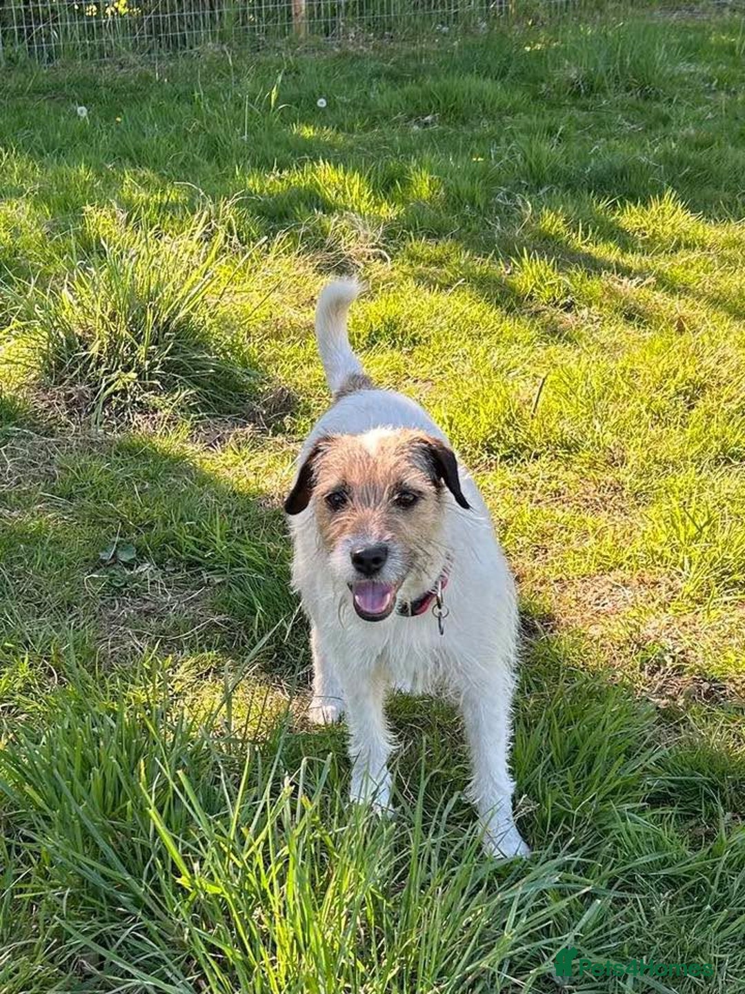 Mixed Breed dogs for adoption: Zori - Badersfield Norfolk  - Image 7