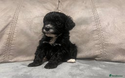 Cockapoo dogs for sale: 🐶F1 Cockerpoo Pups – Merle, Chocolate, Apricot 🐶 - Image 5