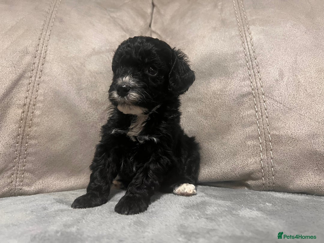 Cockapoo dogs for sale: 🐶F1 Cockerpoo Pups – Merle, Chocolate, Apricot 🐶 - Image 5