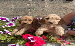 Cockapoo dogs for sale: QUALITY SMALL COCKERPOOS. - Image 14
