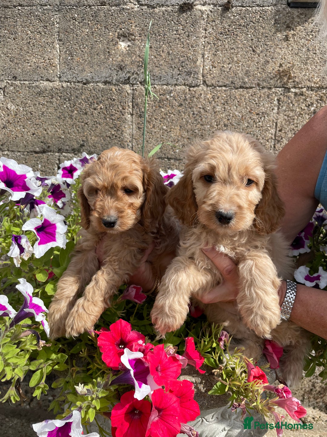 Cockapoo dogs for sale: QUALITY SMALL COCKERPOOS. - Image 14