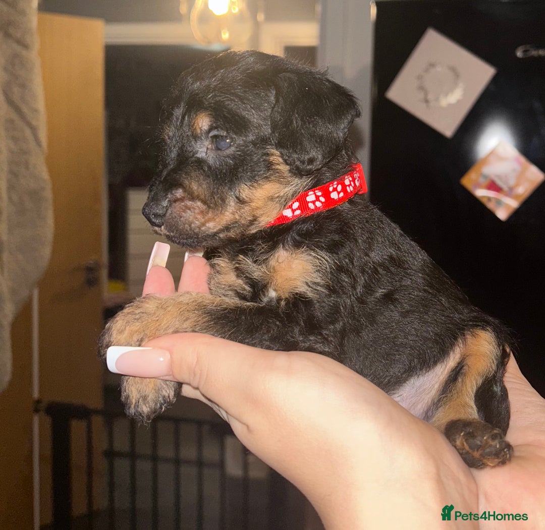 Mixed Breed dogs for sale: Patterpoos - Advert 3