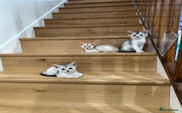 Abyssinian cats for sale: Pedigree Silver Abyssinian kittens - Image 3
