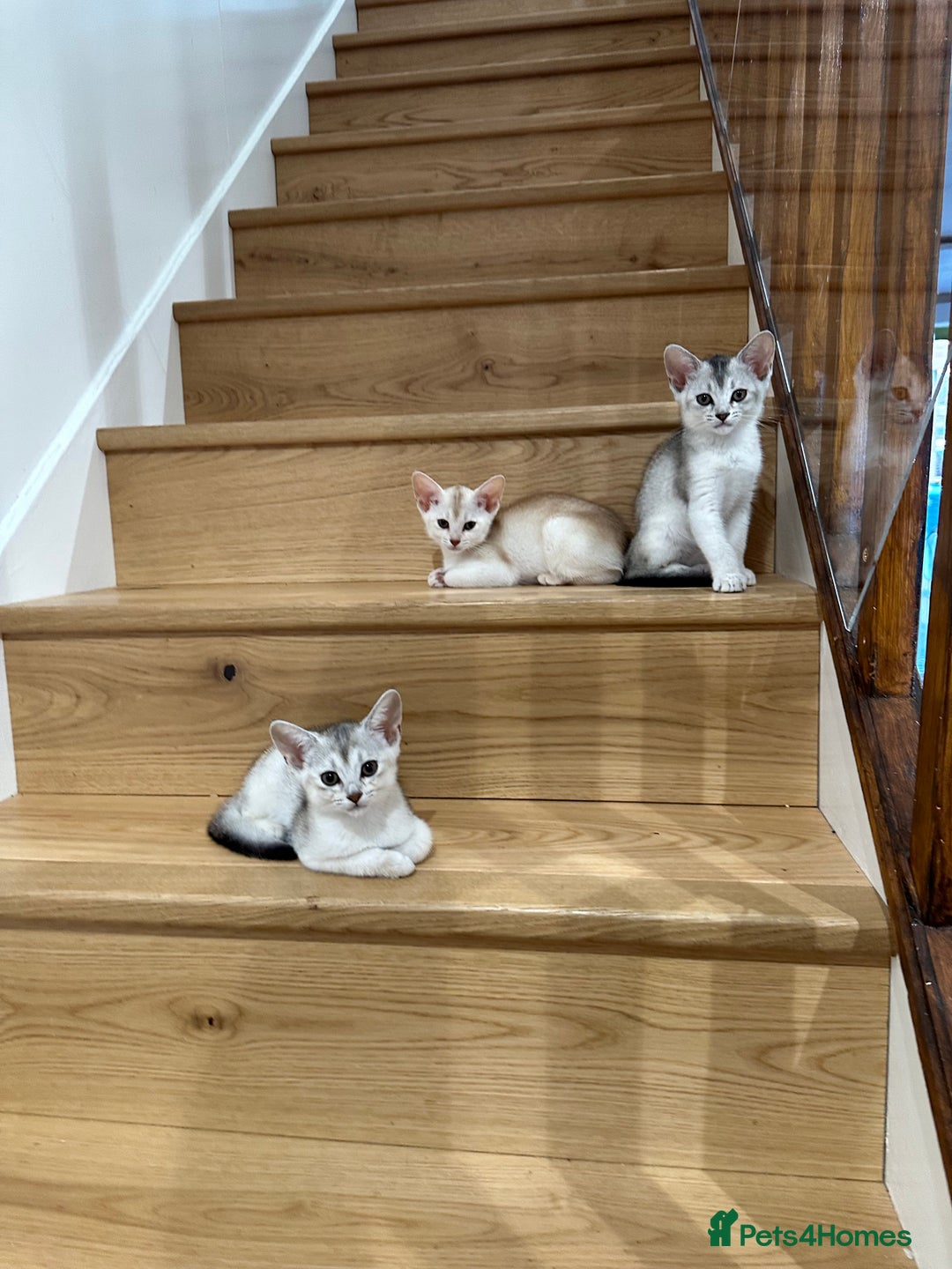 Abyssinian cats for sale: Pedigree Silver Abyssinian kittens - Image 3