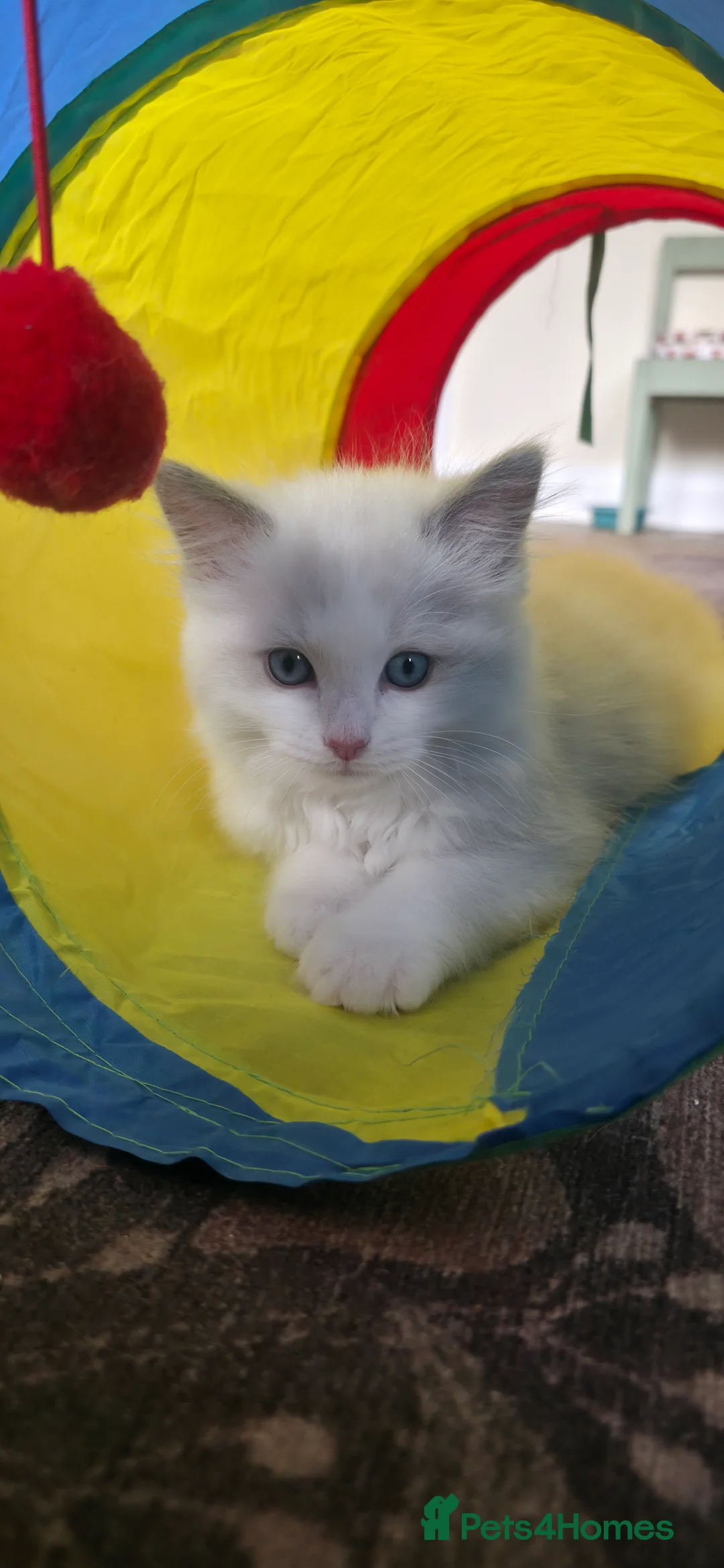 Ragdoll cats for sale: Pure Ragdoll kittens  - Advert 2