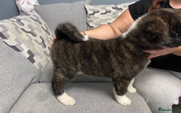 Japanese Akita Inu dogs for sale: Japonese Akita Inu - Advert 12