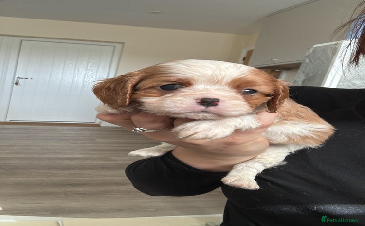 Cavalier King Charles Spaniel dogs - Advert 10