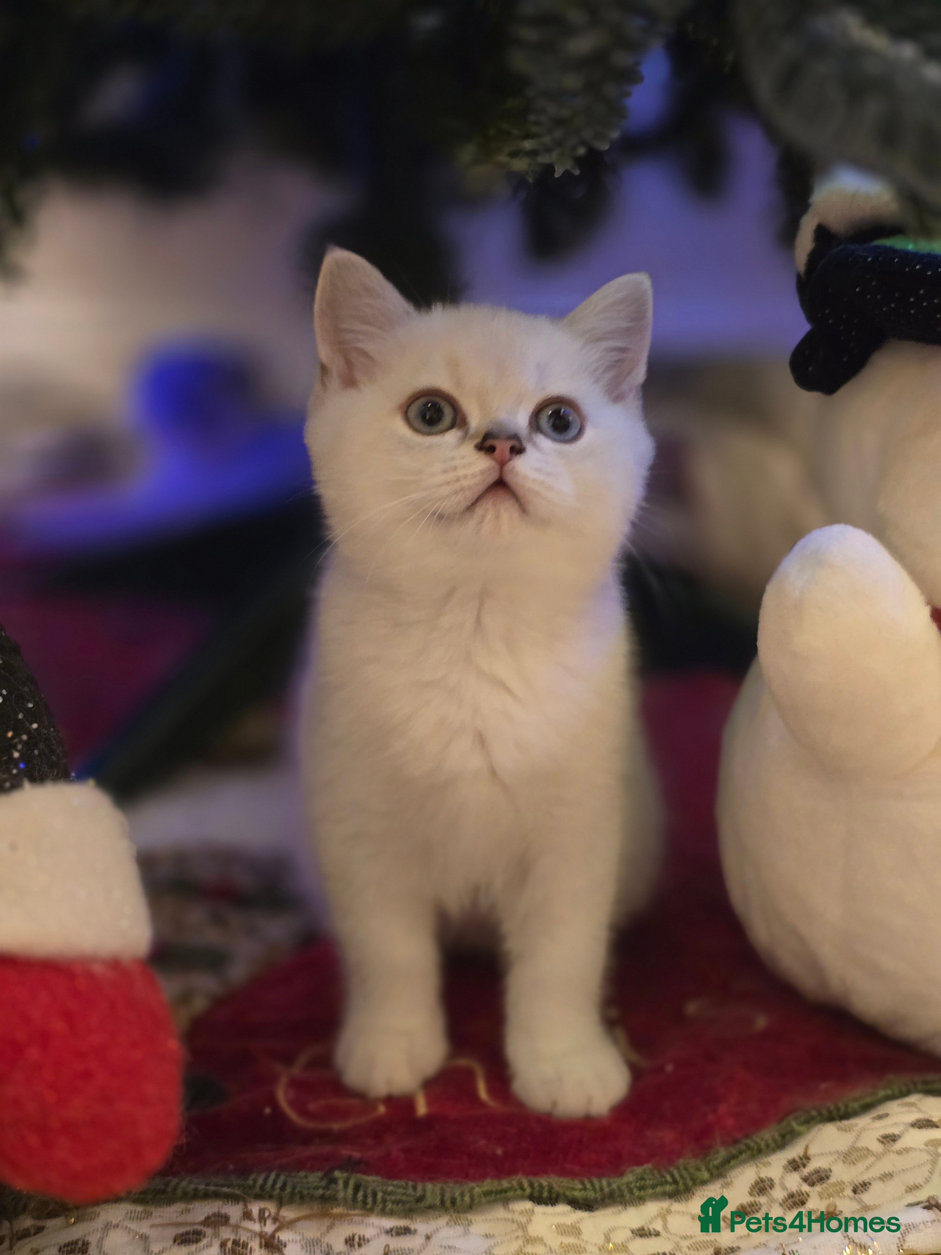 Scottish Fold cats Only one beautiful boy left 😸  - Advert 9