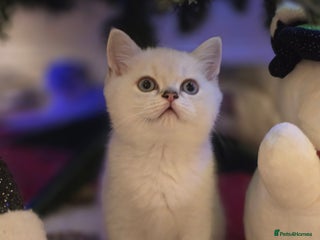 Scottish Fold cats Only one beautiful boy left 😸 - Advert 9