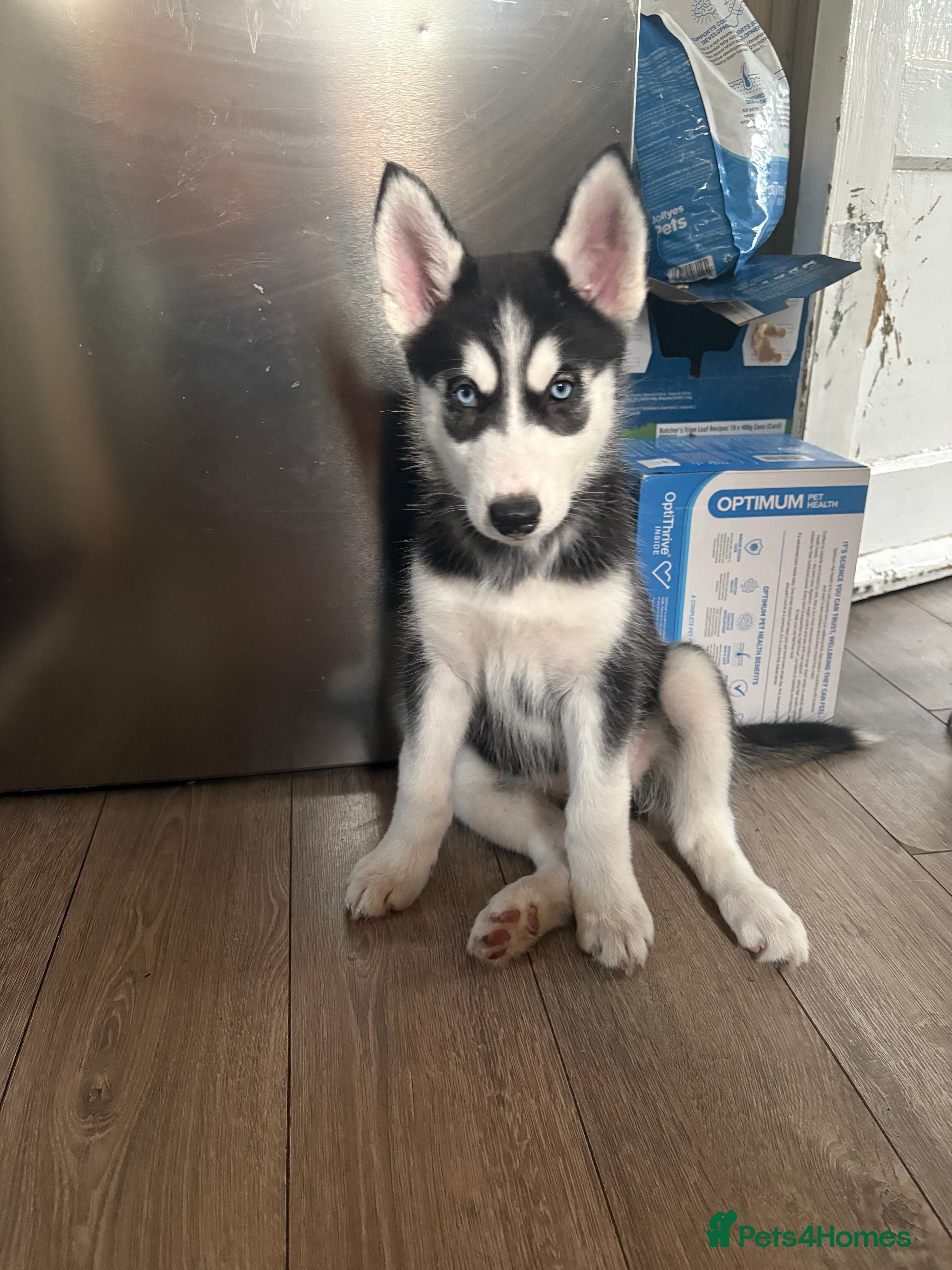 Siberian Husky dogs Adorable Siberian huskies (Artic Dreams) - Advert 17