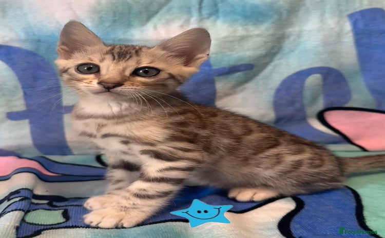 Bengal cats - Advert 3