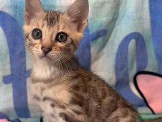 Bengal cats - Advert 8