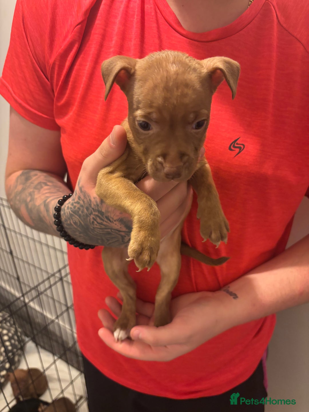 Staffordshire Bull Terrier dogs for sale: Staffs pups (non kc) - Image 7