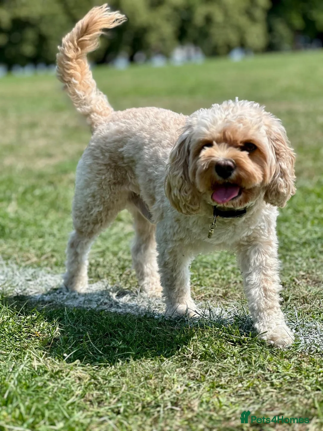Cavapoo dogs for sale: F1B Cavapoo Puppies for Sale - Advert 19