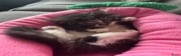 Mixed Breed cats for sale: Beautiful fluffy tabby girl  - Advert 2