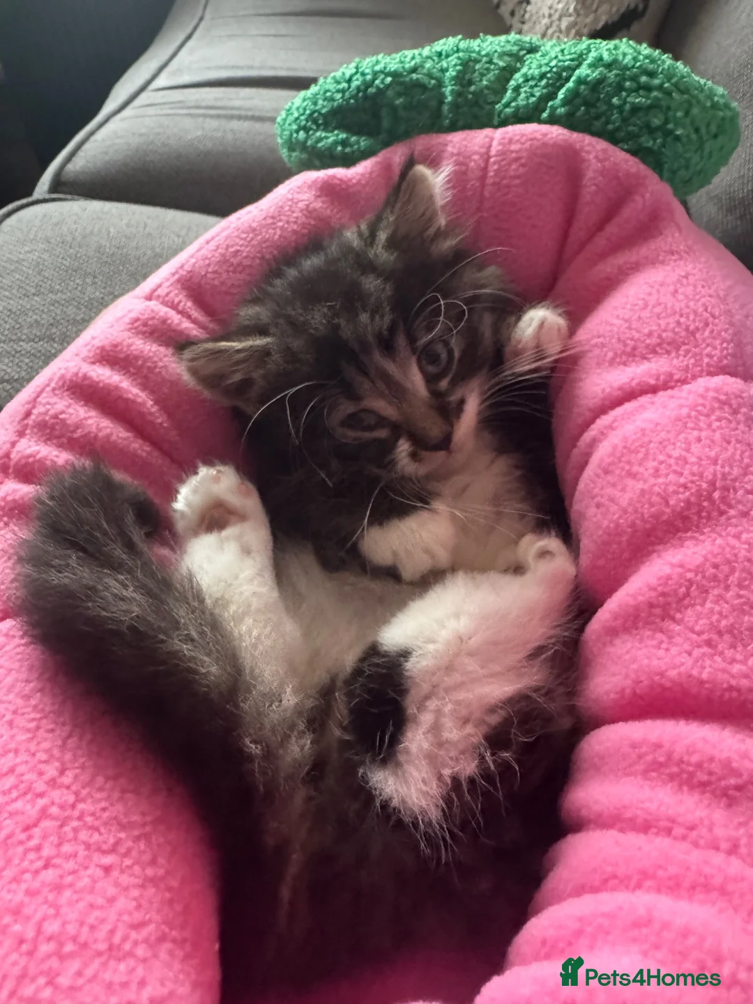 Mixed Breed cats for sale: Beautiful fluffy tabby girl  - Advert 2